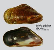 Modiolus auriculatus